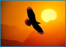 aguila_emergente aguila_emergente